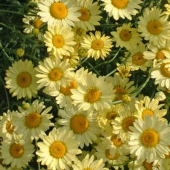 Anthemis 'E C Buxton' 3L
