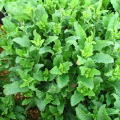 Salvia 'East Friesland' 3L