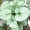 Brunnera 'Looking Glass' 3L