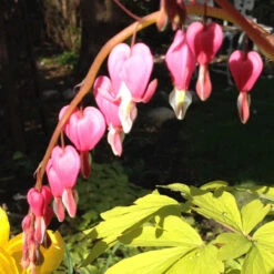 Dicentra Spec 'Gold Heart' 2L