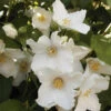 Philadelphus Belle Etoile 3L -Hozelock Lola Shop philadelphus belle etoile 38952.1665133505