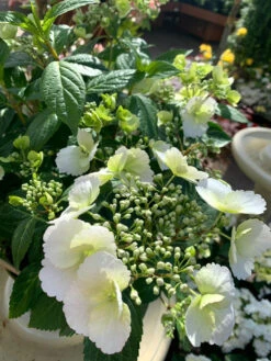 Hydrangea Runaway Bride -Hozelock Lola Shop plant 2.0.jpeg 00117.1662992822