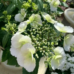 Hydrangea Runaway Bride -Hozelock Lola Shop plant 2.0 89944.1662992822