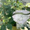 Hydrangea Runaway Bride -Hozelock Lola Shop plant 2.1 63420.1665133512