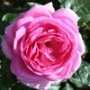 Gift Rose 'Mum In A Million' 5L -Hozelock Lola Shop prsgif0013 46050.1674483804