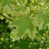 Acer Platinoides `Drummondii' 15L -Hozelock Lola Shop pshace0478 87043.1665133501