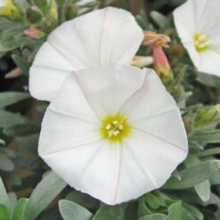Convolvulus Cneorum 2L