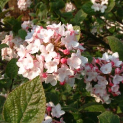 Viburnum 'Carlesii'