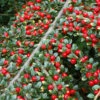 Cotoneaster Horizontalis 4L -Hozelock Lola Shop psheve1278 2 97090.1665133503
