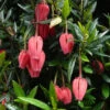 Crinodendron Hookerianum 3L -Hozelock Lola Shop psheve1305 2 81847.1665133503