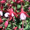 Fuchsia 'Hardy Assortment' Of 6 X 3Ltr 1 Fuchsia 'Hardy Assortment' Of 6 X 3Ltr -Hozelock Lola Shop pshgen0048 fuchsia alice 2 95528.1665133510
