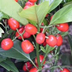 Aucuba Japonica 'Rozannie' 3L