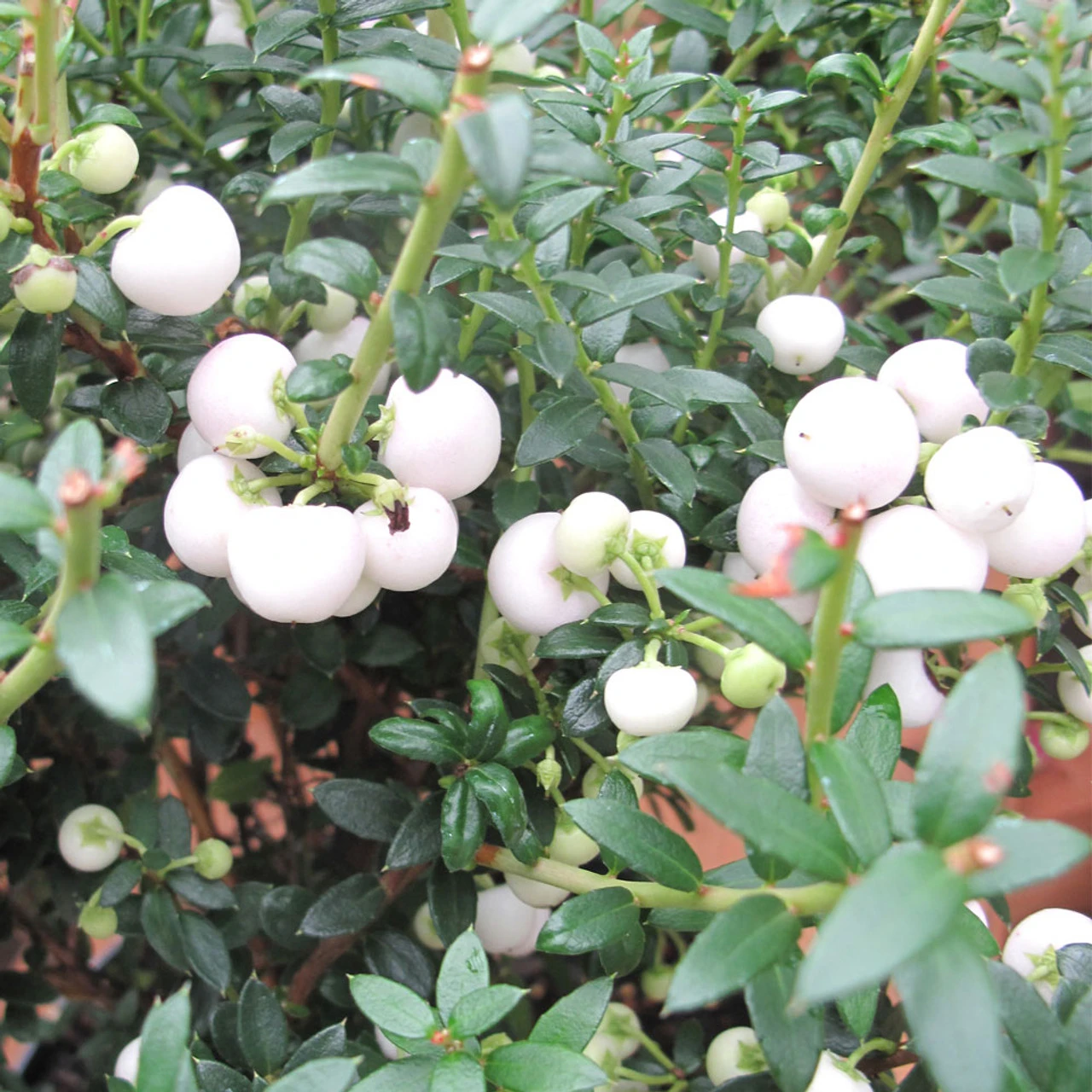 Gaultheria 'Snow White' 2L 3 Gaultheria 'Snow White' 2L