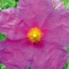 Cistus Pulverulentus 'Sunset' 4L -Hozelock Lola Shop pshgen0923 88683.1665133510