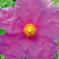 Cistus Pulverulentus 'Sunset' 4L