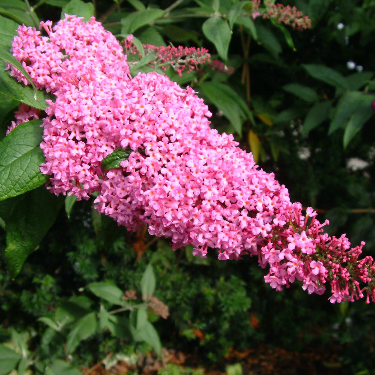 Buddleja 'Pink Delight' 4L 2 Buddleja 'Pink Delight' 4L
