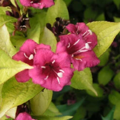 Weigela 'Rubidor' 4L