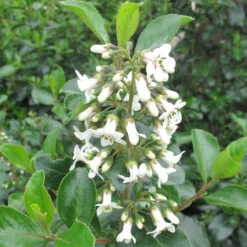 Escallonia 'Iveyi' 4L