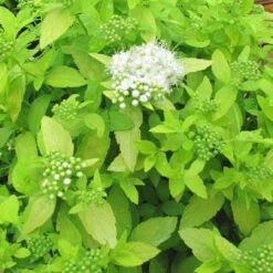 Spiraea Japonica 'White Gold' 3L