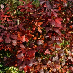 Cotinus Coggygria 'Royal Purple' 3L