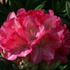 Rhododendron 'Fantastica' 3L -Hozelock Lola Shop pshrho0002 55895.1665133519