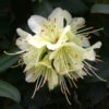 Rhododendron 'Princess Anne' 3L -Hozelock Lola Shop pshrho0005 53643.1665133519
