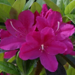 Azalea 'Kermesina' 3L