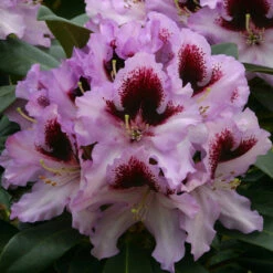 Rhododendron 'Kabarett' 75L