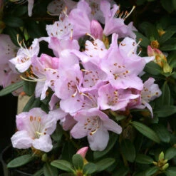 Rhododendron 'Snipe' 3L
