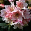 Rhododendron 'Wee Bee' 3L -Hozelock Lola Shop pshrho0032 08402.1665133520