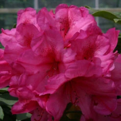 Rhododendron 'Van' 40l