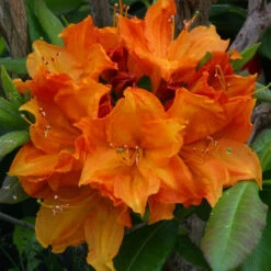 Azalea 'Glowing Embers' 5L