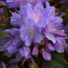 Rhododendron 'Blue Tit' 3L -Hozelock Lola Shop pshrho0063 42321.1665133521