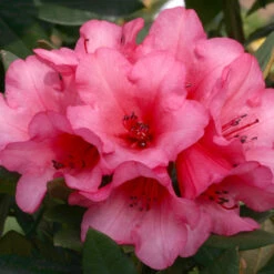 Rhododendron 'Winsome' 3L