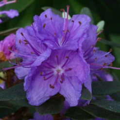 Rhododendron 'Purple Gem' 3L