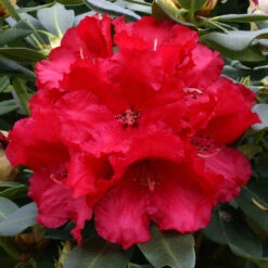 Rhododendron 'Markeetas Prize' 75L