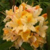 Azalea 'Northern Hi Light' 5L -Hozelock Lola Shop pshrho0151 51869.1665133521