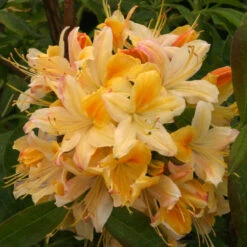 Azalea 'Northern Hi Light' 5L