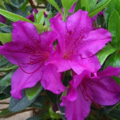 Azalea 'Blue Danube' 3L