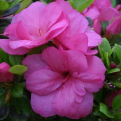 Azalea 'Maria Elena' 3L