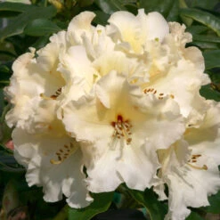 Rhododendron 'Horizon Monarch' 75L