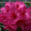 Rhododendron 'Van' 75L -Hozelock Lola Shop pshrho0185 66354.1665133522
