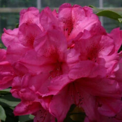 Rhododendron 'Van' 75L