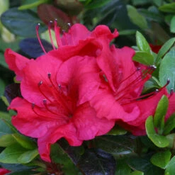 Azalea 'Johanna' 3L