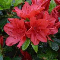 Azalea 'Torchlight' 3L