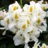 Rhododendron 'Madame Masson' 75L -Hozelock Lola Shop pshrho0203 69470.1665133523