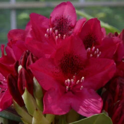 Rhododendron 'Maria Fortier' 7.5L