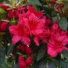 Azalea 'George Arends' 3L -Hozelock Lola Shop pshrho0215 98411.1665133523