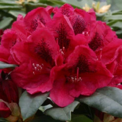 Rhododendron 'Lord Roberts' 75L