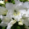 Azalea 'Pleasant White' 3L 2 Azalea 'Pleasant White' 3L -Hozelock Lola Shop pshrho0232 87161.1665133523